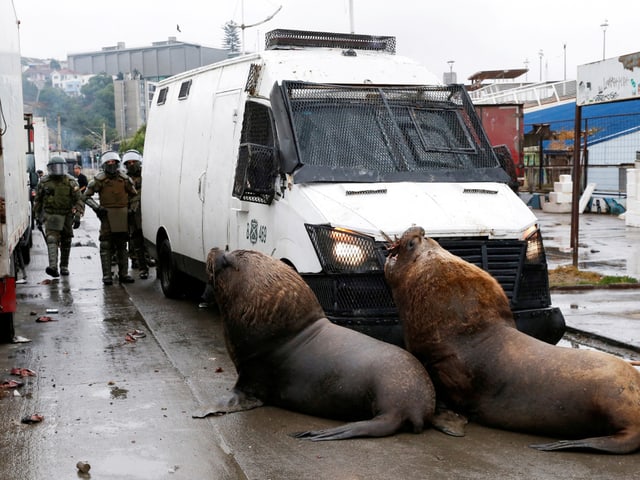 Seelöwen blockieren die Strasse.