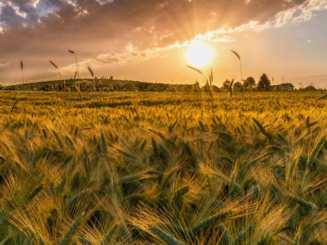 Getreidefeld mit untergehender Sonne und kaum Wolken, alles in goldenem Licht.