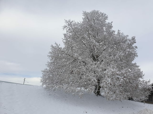 Snowy linden.