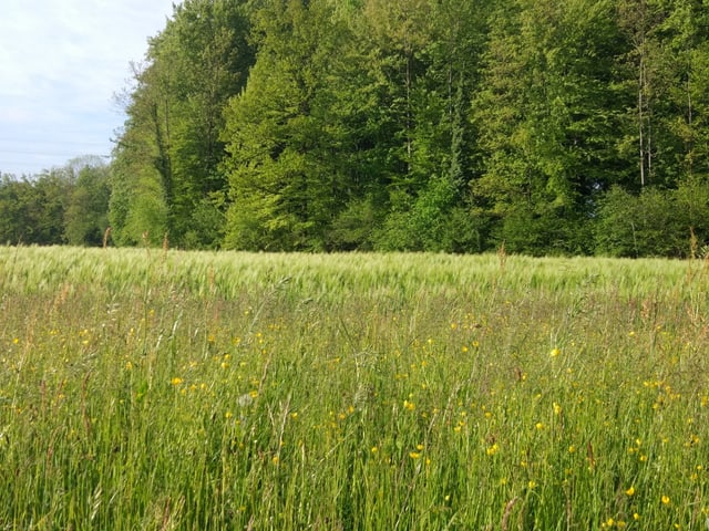 Auenlandschaft mit viel grün.