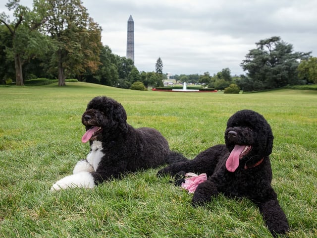 Bo_and_Sunny_Obama