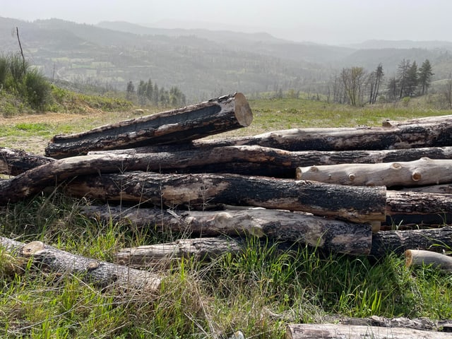 Gehäufte Baumstämme auf einer Wiese vor hügeliger Landschaft