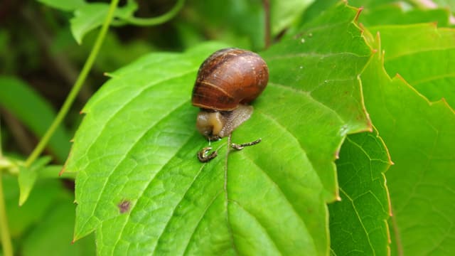 Eine schnecke auf einem Blatt.