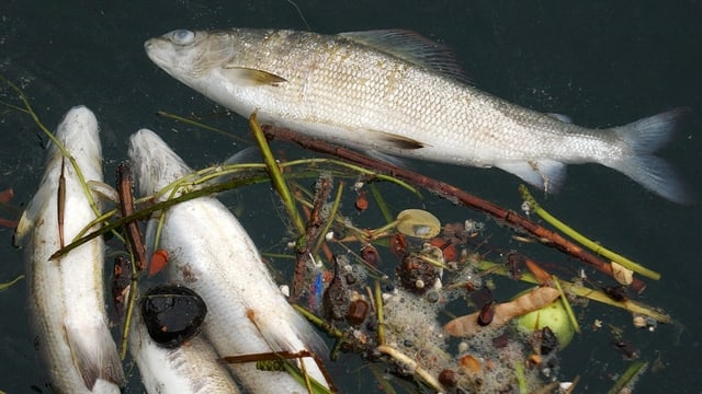 Mehrere tote Fische treiben im Rhein.