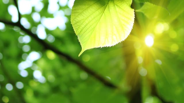 Ein Blatt wird von der Sonne beschienen. 