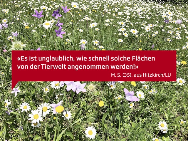 Es ist unglaublich, wie schnell solche Flächen von der Tierwelt angenommen werden! M.S. 35, aus Hizkirch LU