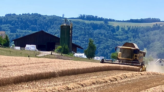 A combine harvester in Würenlos at work on July 18th.