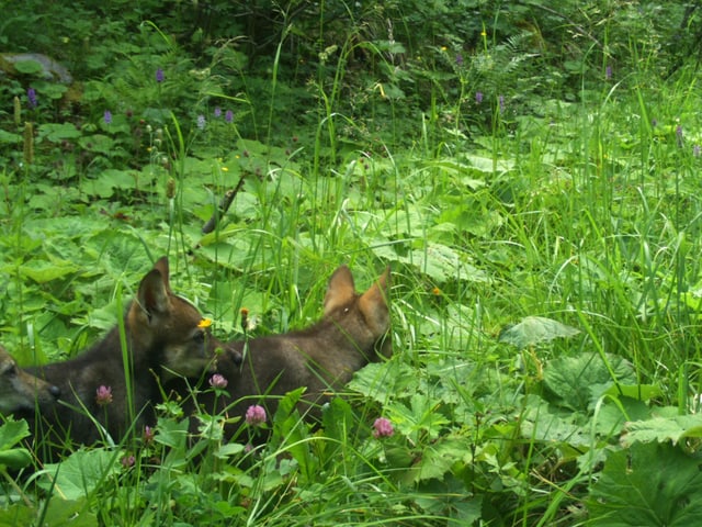 Three wolf cubs