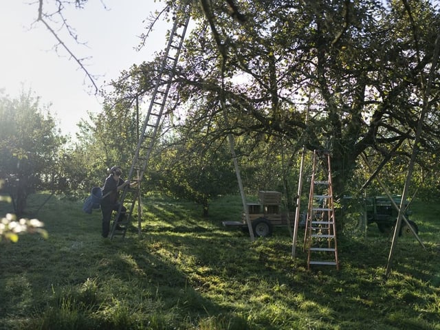 Mann auf Leiter im Obstgarten bei Sonnenaufgang.