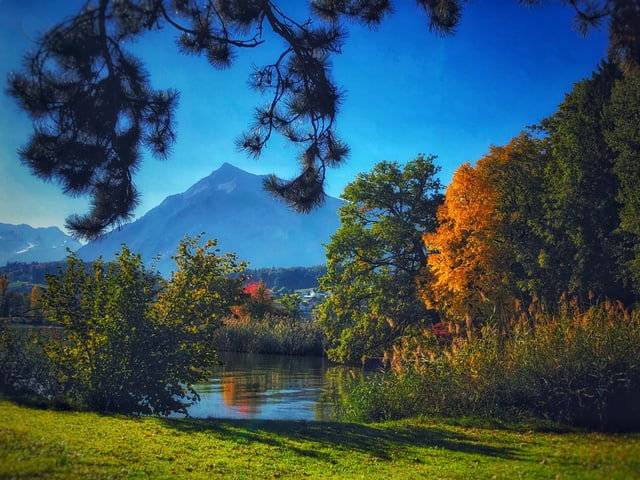 Gelber Baum an See