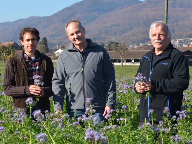 Drei Männer stehend in einem Feld mit grün-violeten Pflanzen