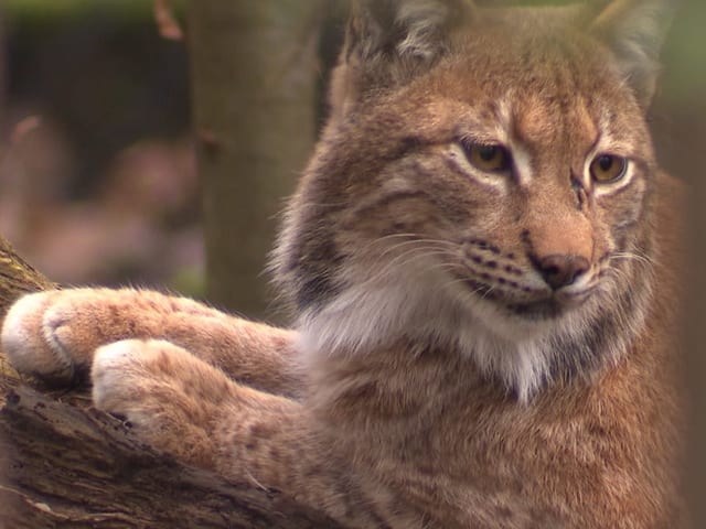 Auf dem Bild ist ein Luchs zu sehen.