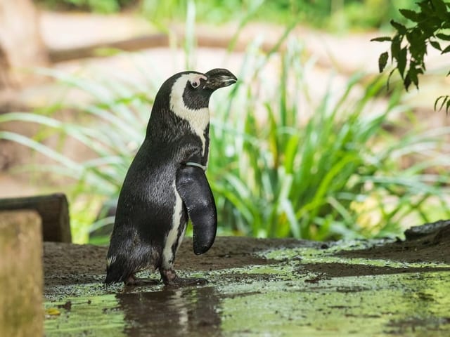 Ein kleiner Brillenpinguin in seinem Zoohabitat.