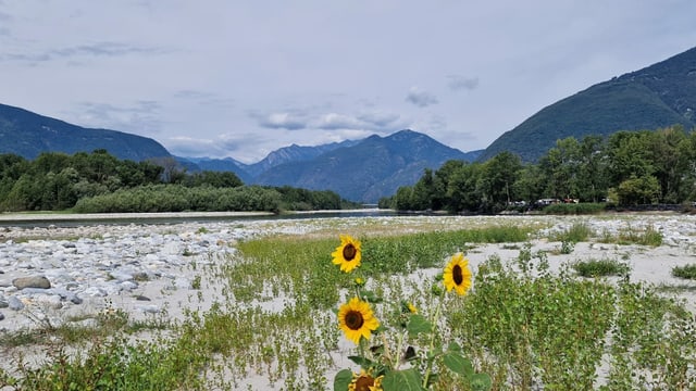 Dry Maggia Delta.