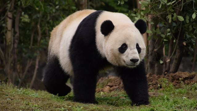 Ein Grosser Panda in der Forschungsstation in Chengdu in einer Aufnahme von 2017. 