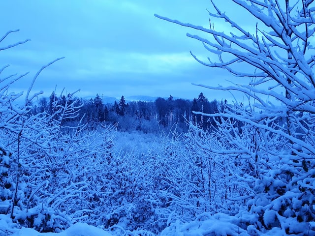 Snowy landscape.