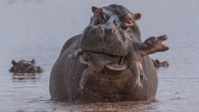 Ein kleines Flusspferd wird von einem Flusspferdbulle angegriffen.