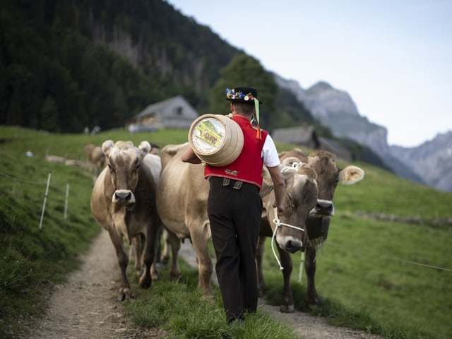 Ein traditionell gekleideter Senne und Kühe laufen auf einem Wanderweg hangabwärts. Dahinter sind die Berge zu sehen.