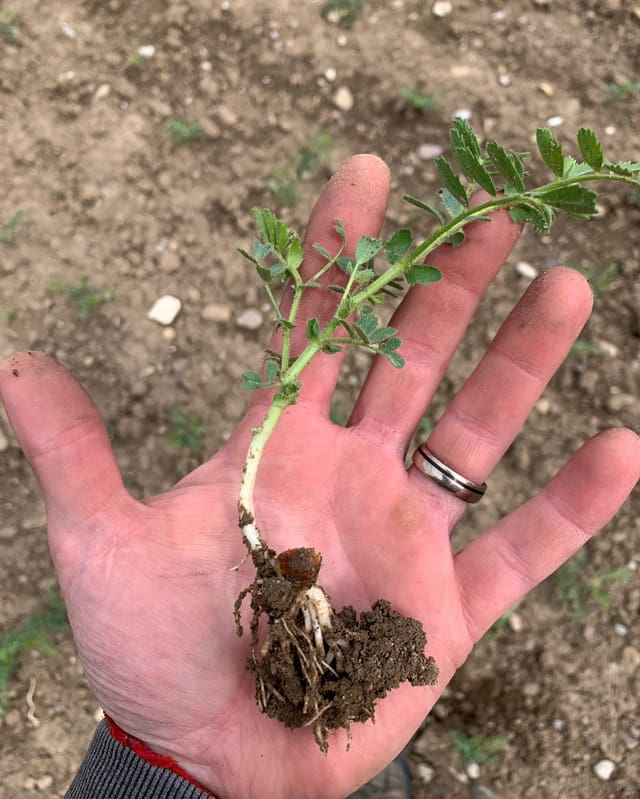 Hand hält gezogene Pflanze mit Erde.