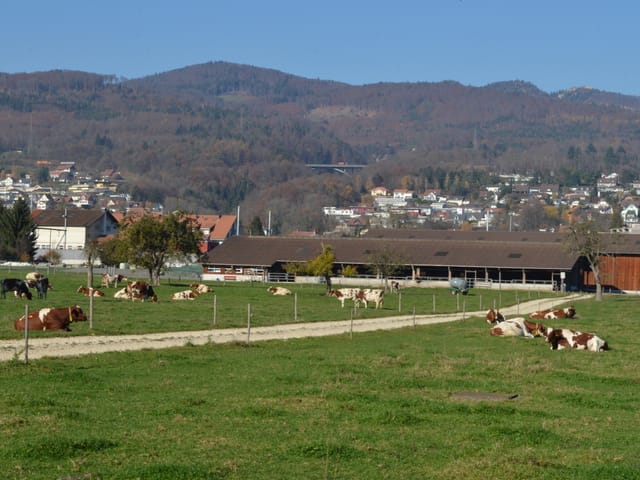 Landwirtschaftsfeld mit Kühen, dahinter ein Bauernhof