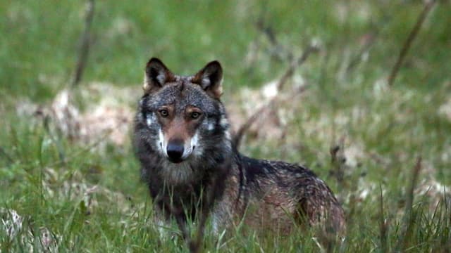 Ein Wolf in der freien Natur.