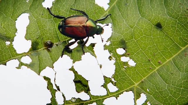 Ein Japankäfer auf einem Blatt; das schon zu grossen Teilen abgefressen ist