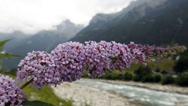 Sommerfliedertraube hängt in der Landschaft, ausserhalb eines Gartens