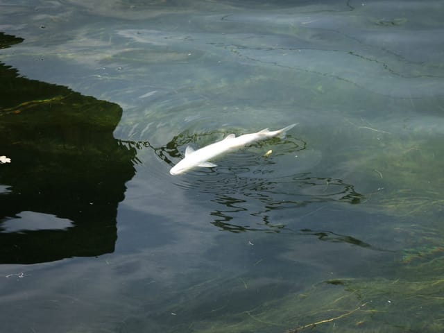 Ein Fisch treibt tot im Rhein.