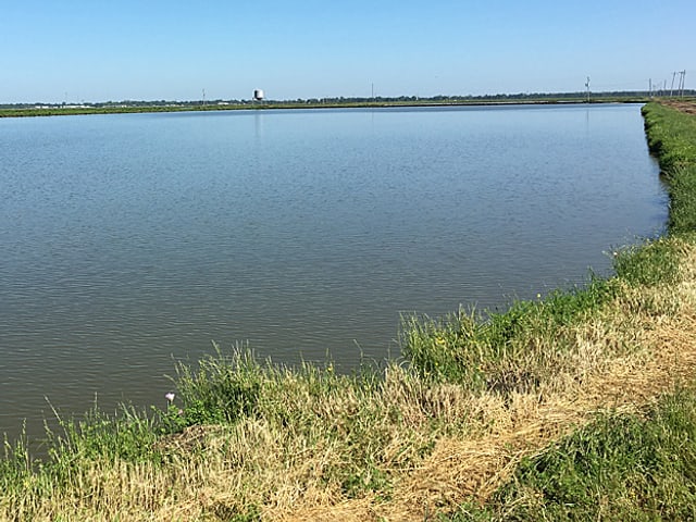 Blick auf einen Teich mit einer begrasten Böschung.