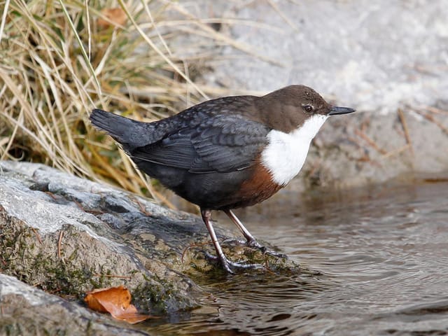 Wasseramsel