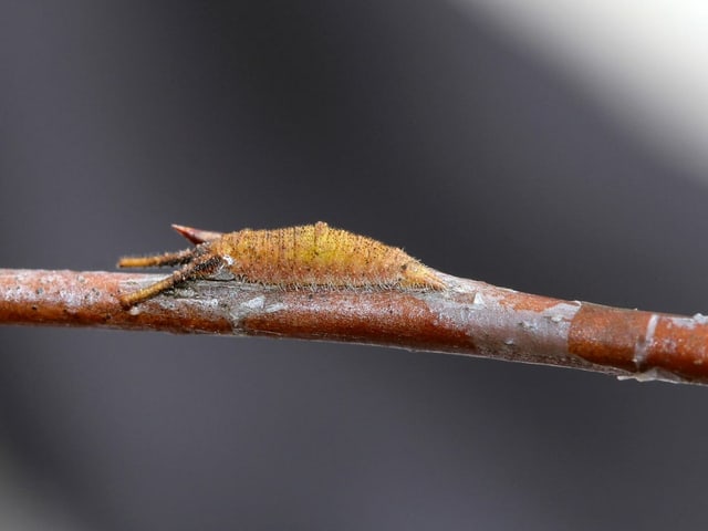 Eine gelbe Raupe auf einem Ästchen