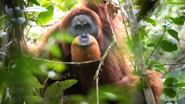 Ein Orang-Utan-Männchen.