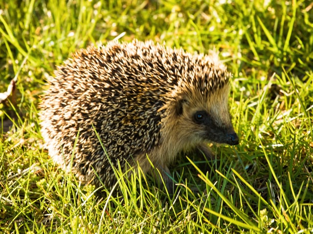 Igel sitzt im Gras in der Sonne.