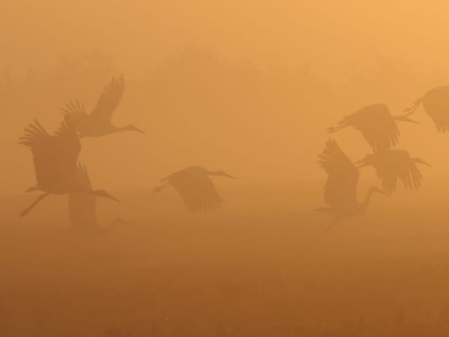 Weissstörche nach Sonnenaufgang im Nebel