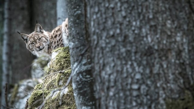 Ein Luchs schaut hinter einem Baum hervor.