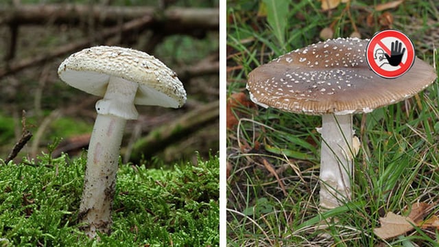 Grauer Wulstling und Pantherpilz