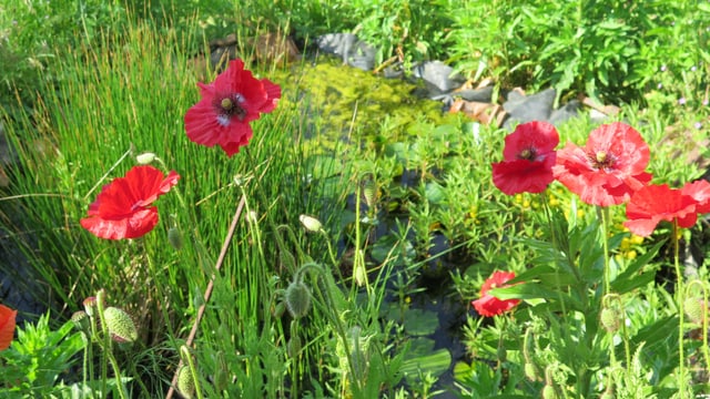 Mohn