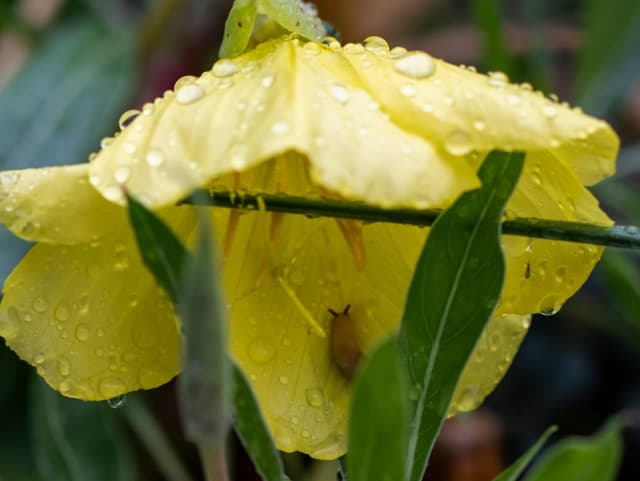 Schnecken unter einer Blume.