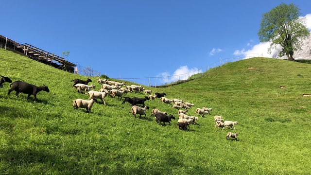 Schafherde auf der Weide