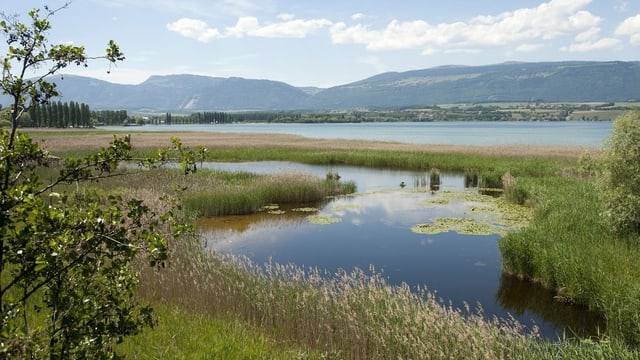 Blick auf Ufer mit Schilf am Neuenburgersee