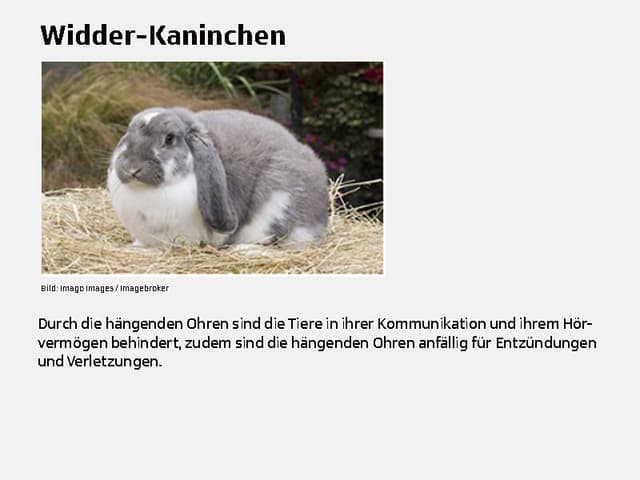 Widder-Kaninchen