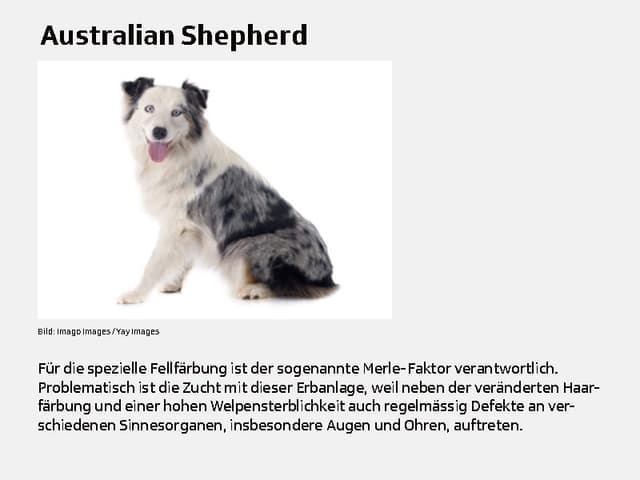 Australian Shepherd