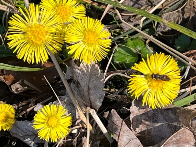 gelbe Blüten.