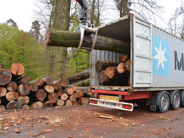 Aufgereihte Baumstämme in Container