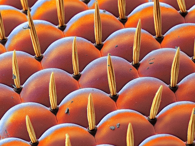 Oranges Schuppenartiges Gebilde, das in der Mitte feine gelbe Borsten hat.