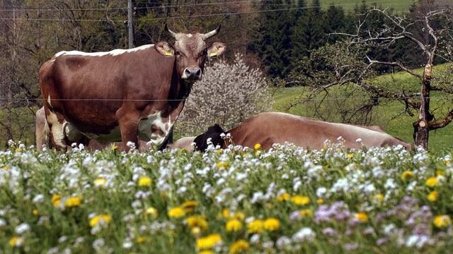 Kuh mit Hörner auf Blumenwiese mit Obstbäumen