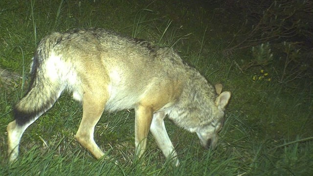 Wolf im Dunkeln