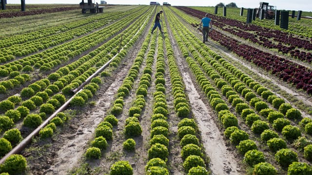 Ernte von biologisch gezogenem Salat nahe Kerzers, wo ein grosses Gemüseanbaugebiet liegt.