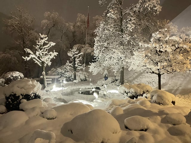 Snowy garden.