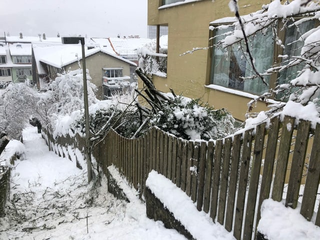 Fallen tree in a garden.